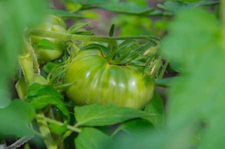 A branch with green tomatoes on a plantation of tomato plants in a greenhouse. Organic farming, growing young tomatoes in agricultureの写真素材