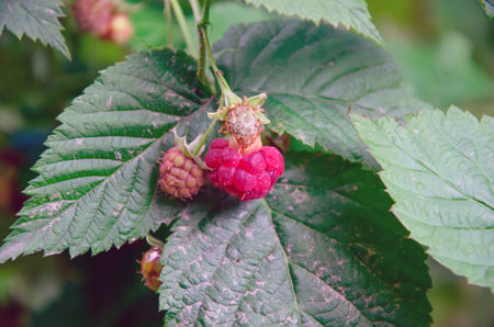 Red raspberries and green leaves in garden, closeup. branch of ripe raspberries in a garden. Red sweet berries growing on raspberry bush in fruit garden.の写真素材