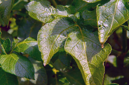 potato bushes grow on a potato farm. potato cultivation concept. green leaves potato background.の写真素材