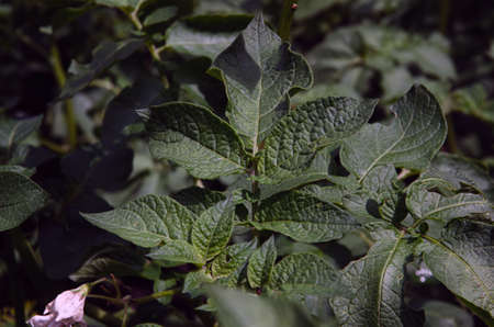 potato bushes grow on a potato farm. potato cultivation concept. green leaves potato background.の写真素材
