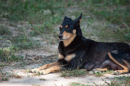 a black dog setting on road. indian street dogの写真素材