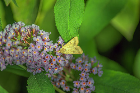Close-Up Of Butterfly Pollinating On Purple Flower.