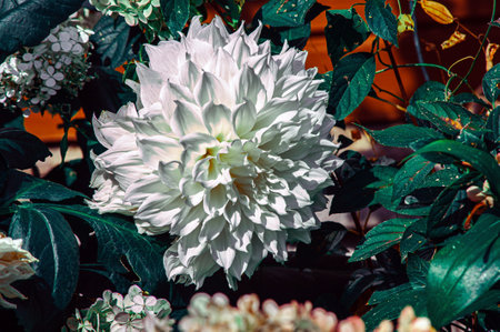 Dahlia Eveline, decorative white Dahlia. Ideal for adding color to the late summer border, this tall dahlia produces beautiful creamy white flowers, which have a hint of pink at their petal tips.の写真素材