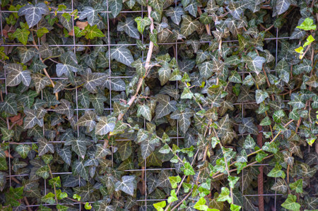 background of lush green ivy leaves Green ivy leaves with white veins growing on a bush climbing on a wall. patternの写真素材
