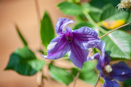 Flowers of perennial clematis vines in the garden. Beautiful clematis flowers near the house. Clematis climbs into the garden.の写真素材