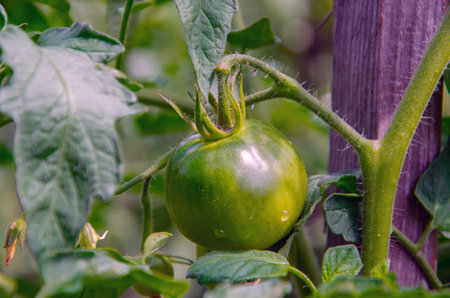 A branch with green tomatoes on a plantation of tomato plants in a greenhouse. Organic farming, growing young tomatoes in agricultureの写真素材