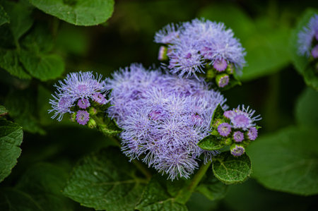Blossoming flower of wild burdock on a sunny summer day Close-upの写真素材