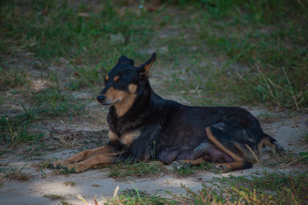 a black dog setting on road. indian street dogの写真素材