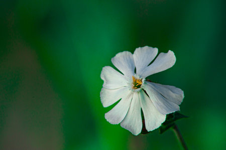 Field bindweed Convolvulus arvensis flowering in meadow. macro. selective focus. top viewの写真素材