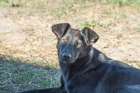 a black dog setting on road. indian street dogの写真素材