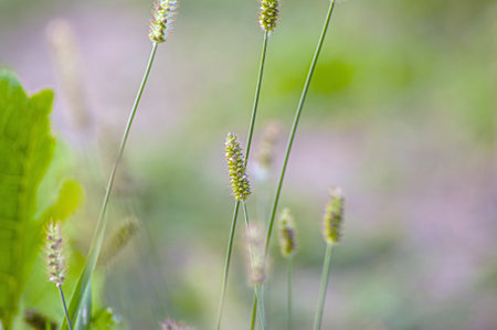 Macro close up of fresh ears of young green wheat in spring field. agriculture sceneの写真素材