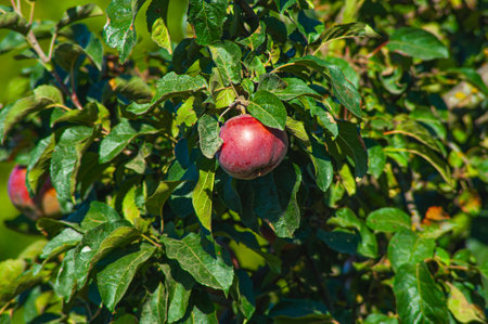 apple tree. Branch of ripe red apples on a tree in a garden.の写真素材