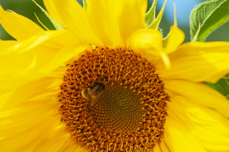 Sunflower and honeybee in garden yellow.の写真素材