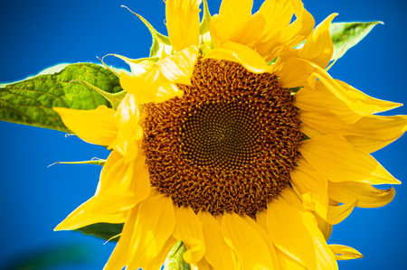 Sunflower and honeybee in garden yellow.の写真素材
