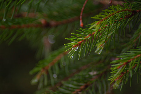 selective focus. Luxurious long needles on pine branch. Nature concept for design. texture as backgroundの写真素材