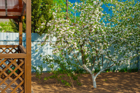 Wood gazebo on the lakeshore of Osoyoos Lake located in the small town of Osoyoss in the Okanagan Valley,の写真素材