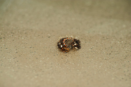 A swarm, or procession of Caterpillar Pine Processionary, Thaumetopoea pityocampa, in high definition.の写真素材