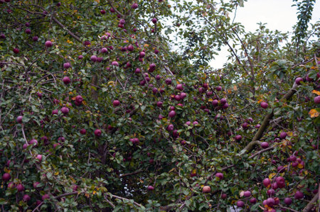 Many red apples on tree ready to be harvested. Ripe red apple fruits in summer garden.の写真素材