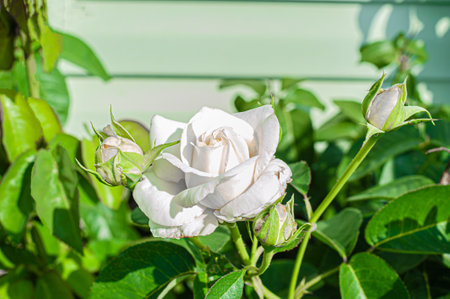 Top down, close up view of a blooming hybrid tea rose. This bloomed flower is a cream color with a hint of orange. The rose bush has multiple blooms in the flower bedの写真素材