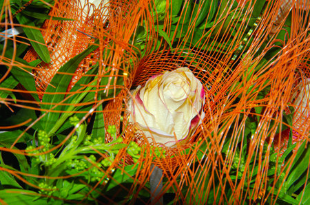 Top down, close up view of a blooming hybrid tea rose. This bloomed flower is a cream color with a hint of orange. The rose bush has multiple blooms in the flower bedの写真素材
