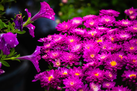 Purple flowers of Italian Asters, Michaelmas Daisy Aster Amellus , known as Italian Starwort, Fall...
