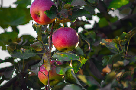 Many red apples on tree ready to be harvested. Ripe red apple fruits in summer garden.の写真素材