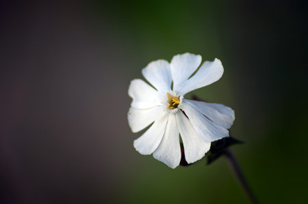 Field bindweed Convolvulus arvensis flowering in meadow. macro. selective focus. top viewの写真素材