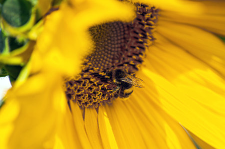 Sunflower and honeybee in garden yellow.の写真素材