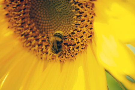Sunflower and honeybee in garden yellow.の写真素材