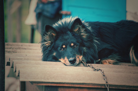 a black dog setting on road. indian street dogの写真素材