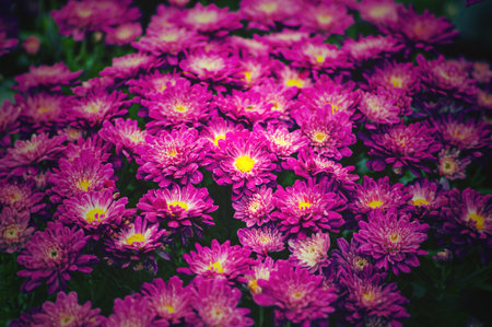 Purple flowers of Italian Asters, Michaelmas Daisy Aster Amellus , known as Italian Starwort, Fall Aster, violet blossom growing in garden, Soft focusの写真素材