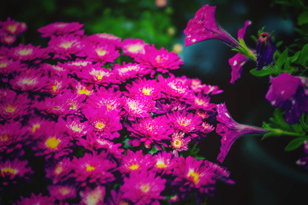 Purple flowers of Italian Asters, Michaelmas Daisy Aster Amellus , known as Italian Starwort, Fall Aster, violet blossom growing in garden, Soft focusの写真素材