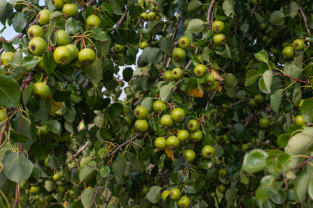 Small crab apples in the orchard - wild apples are perfect for preserves and apple vinegar.の写真素材