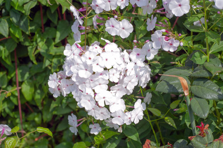 White phlox inflorescence in the garden close-up.の写真素材