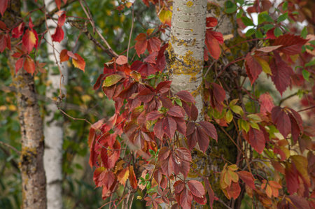 Red leaf texture. Leaf texture background colorの写真素材
