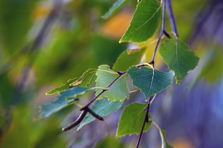 Red leaf texture. Leaf texture background color.の写真素材