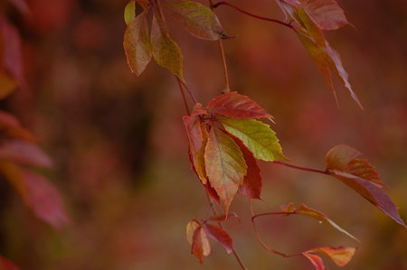 Red leaf texture. Leaf texture background color.の写真素材