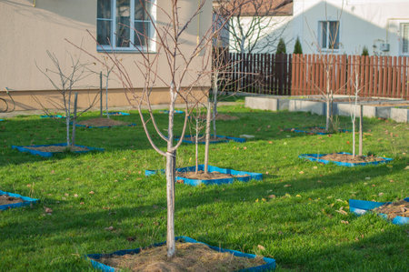 Tree plot with old stock of fruit trees.の写真素材