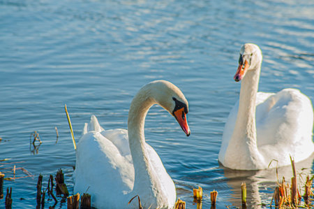 Beautiful swan birds float on the water of the lake.
