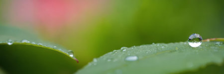 Large beautiful drops of transparent rain water on a green leaf macro. Drops of dew in the morning glow in the sun. Beautiful leaf texture in nature. Natural backgroundの素材