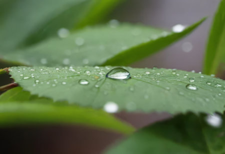 Large beautiful drops of transparent rain water on a green leaf macro. Drops of dew in the morning glow in the sun. Beautiful leaf texture in nature. Natural backgroundの素材