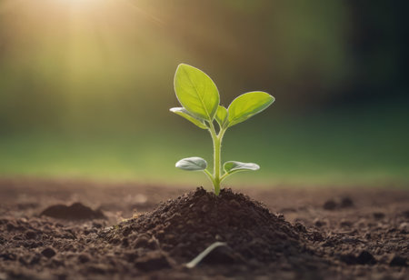 The seedlings are growing from the rich soil to the morning sunlight that is shining, ecology conceptの素材