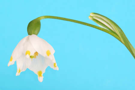 isolated snowdrop on blue - clipping path includedの写真素材