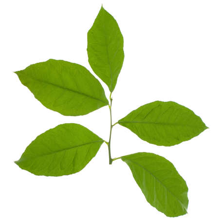 Lemon leaves isolated on white backgroundの写真素材