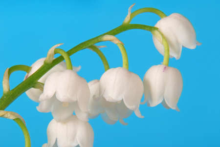 Lily of the valley on a blue sky (Convallaria majalis)の写真素材