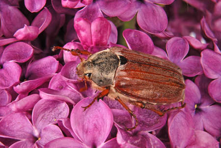 May-bug climbing on the violet lilac. Flowers backgroundの写真素材