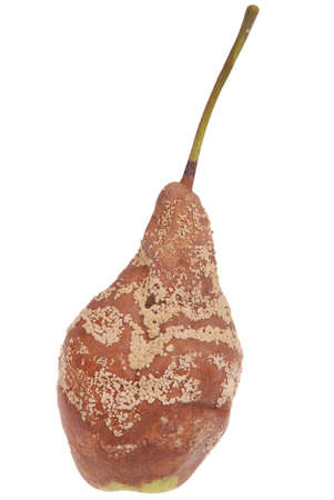 A rotten pear on a white backgroundの写真素材