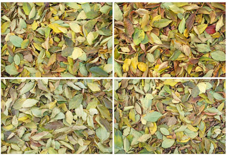 Colorful backround image of fallen autumn leaves perfect for seasonal useの写真素材