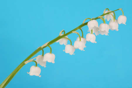 Lily of the valley on a blue sky. (Convallaria majalis)の写真素材