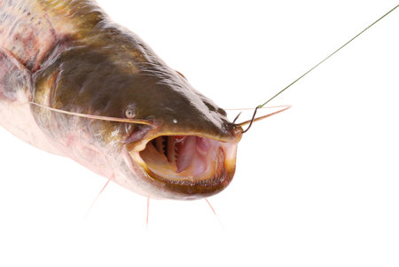 Catfish on the hook isolated on white. Clipping path inside.の写真素材